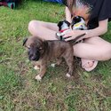 Female Collie x Lurcher-3