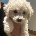 Bichon Frise-3