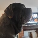 Cane Corso for adoption-2