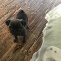 Pure bred pug femal puppy -5