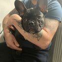 French bulldog puppy-4