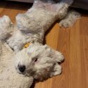 Hypoallergenic Bichon friese x Maltese for sale-1