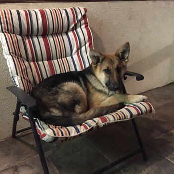 German Shepherd for Sale 