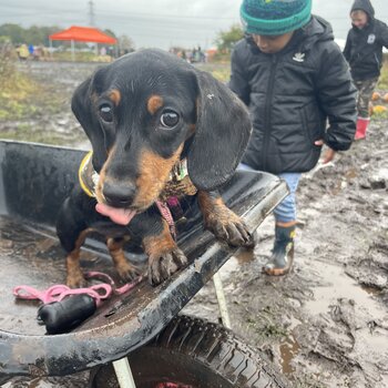 Cheeky miniature Dachshund to be re-homed 