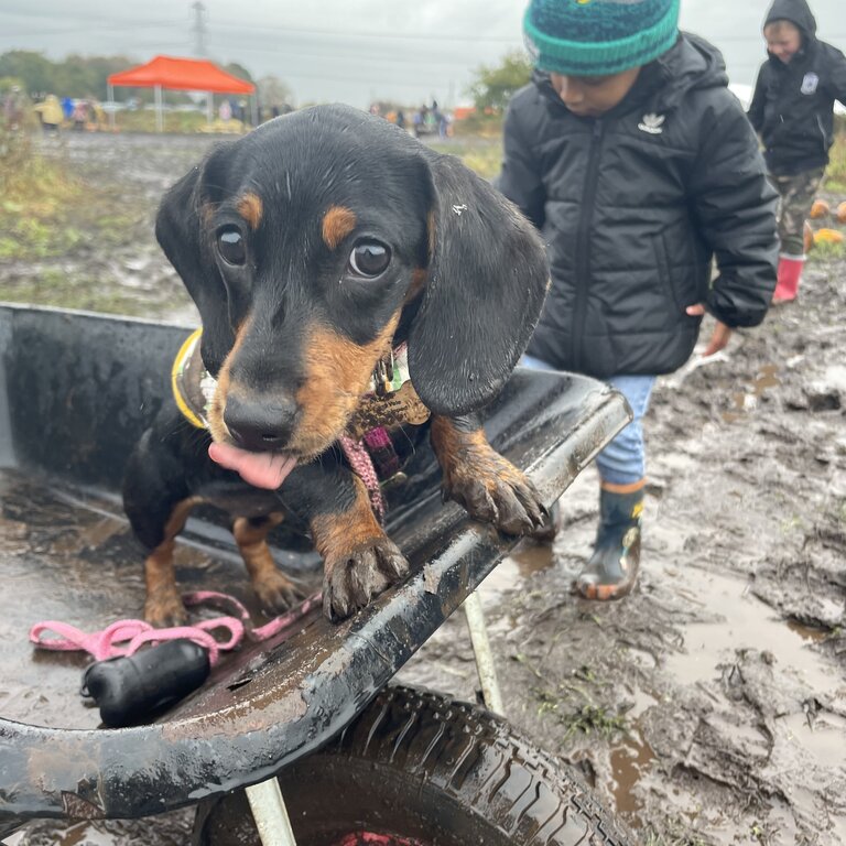 Cheeky miniature Dachshund to be re-homed 