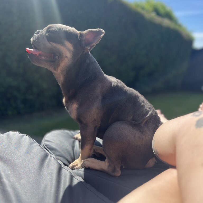 Blue and tan French bulldog 