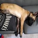 Short haired malinoi 16 weeks old-0