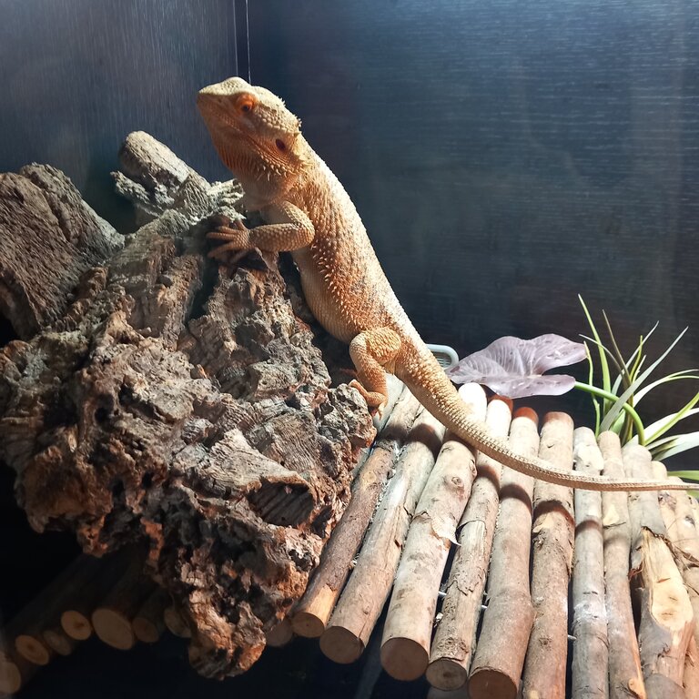 2 year old male bearded dragon 