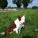 Lovely purebred Border Collie dog -0