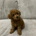 KC REGISTERED RED TOY POODLES-3