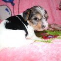 YORKSHIRE TERRIERS/BIEWERS FOR SALE-2