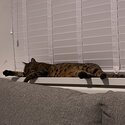 Female Bengal/Savannah Mix Cat-4