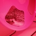 Pygmy Hedgehog-3