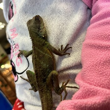 Male Chinese Water Dragon At The Pet Lodge Se9 