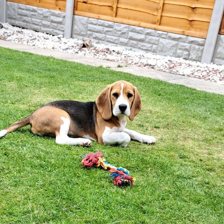 Beagle Pup