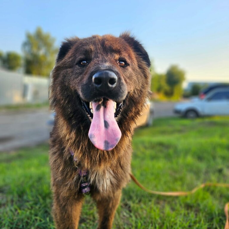 Frank, mixed breed, rescue dog, forever home