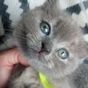 2 x litters of gorgeous pedigree british shorthair kittens for sale.  GCCF and unregistered litters.-2