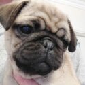 Adorable Pug puppies looking for their forever home!