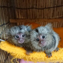 playful  pygmy marmoset Capuchin monkeys,-3