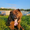 Frank, mixed breed, rescue dog, forever home-2