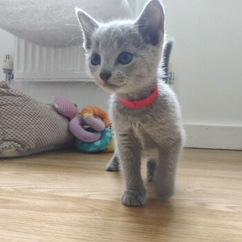 Russian Blue kittens for rehoming