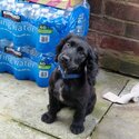 Cocker spaniel puppy-1