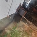 Urgent rehoming or 5 year old Musk turtle-1