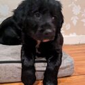 Beautiful Cocker Spaniel x Collie puppies for sale-5