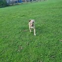 11 month female American bulldog cross Spaniel -1