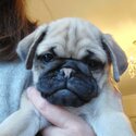 Adorable Pug puppies looking for their forever home!-0