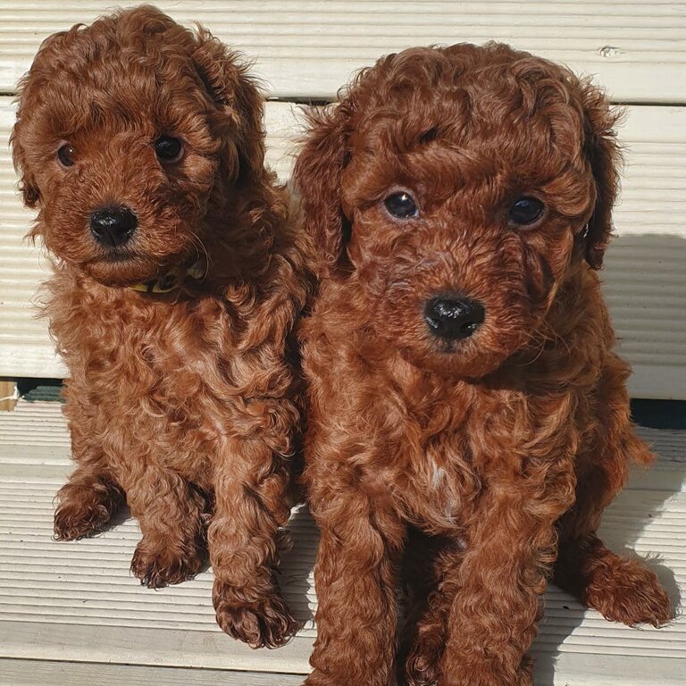 KC REGISTERED RED TOY POODLES