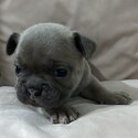 French bulldog puppies -3