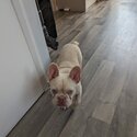 French bulldog.-1