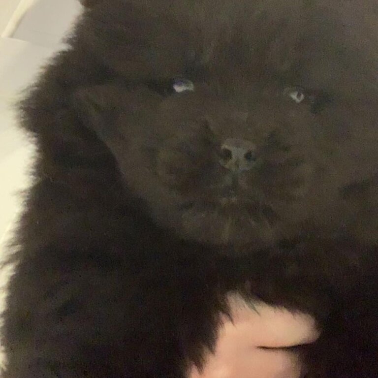 Black female chow chow 