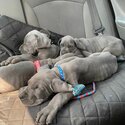  Great dane puppies available now-0