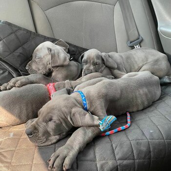  Great dane puppies available now