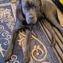 cane corso -1