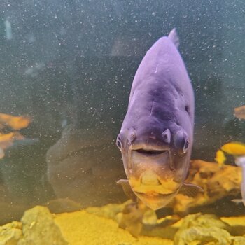 2 yr old Red bellied pacu and Oscar for rehoming