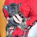 French bulldog puppies-4