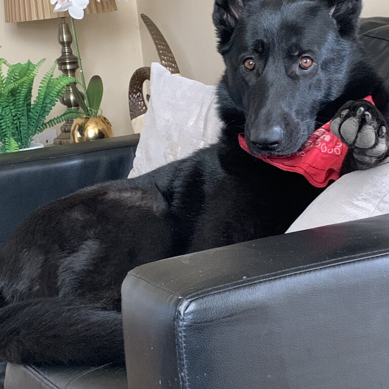 Pure black German Sheperd girl 