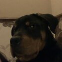 Rottweiler for sale -0