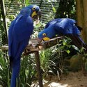 playful  african grey and macaw parrots -4