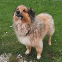 Loving Female Shetland Sheepdog 3 Years-1