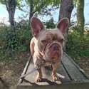 4 yeat old French bulldog for sale-0