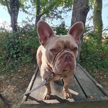 4 yeat old French bulldog for sale