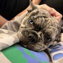 Female French bulldog -4