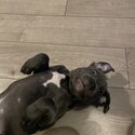 Blue Staffordshire bull terrier -3