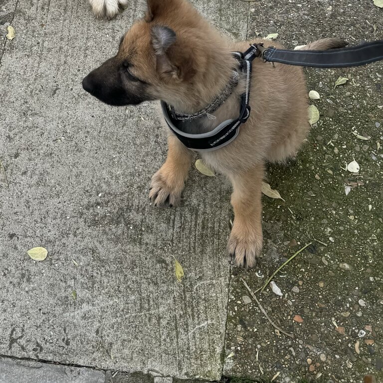 German shepherd cross Mali 