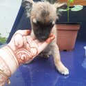 I am selling a chuawa and terrier mixed dog,he looks like a chuawa but has a terriers coat-4