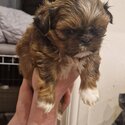 miniature imperial shih-tzu puppies -0